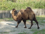 Camel 3